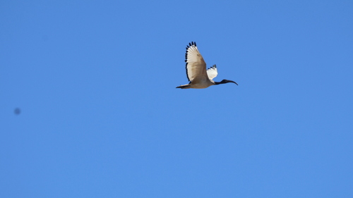 iNaturalist image