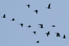 Branta hutchinsii