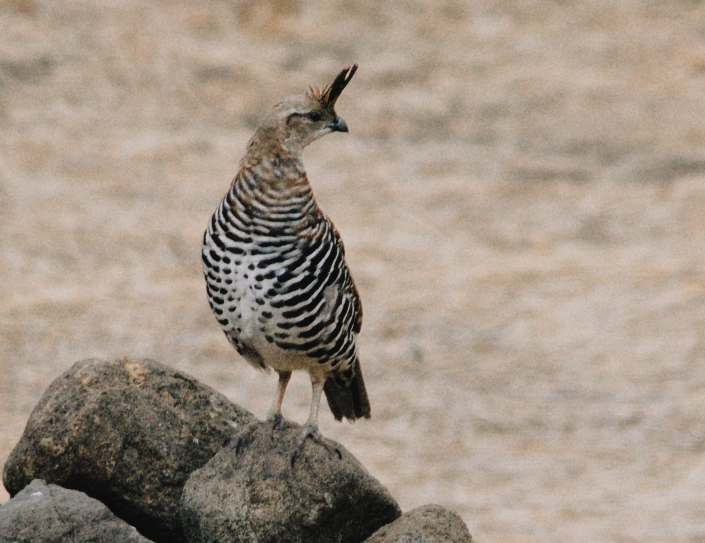 Banded Quail (Philortyx fasciatus), photo 1