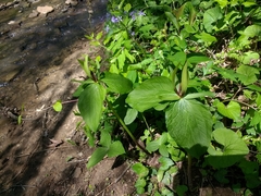 Trillium viridescens