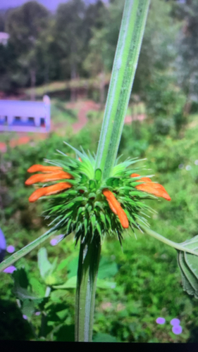 lion's ear