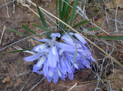 Tropical Bobbejaantjie