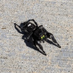 Phidippus audax