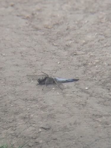 Black-tailed Skimmer