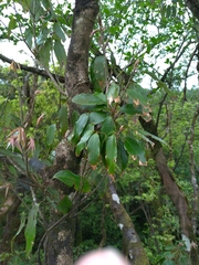 Quercus salicina