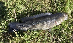 Crenicichla scottii