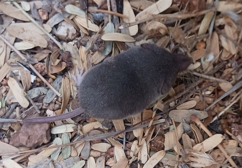 Crawford's Gray Shrew