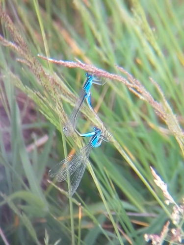 Blue-tailed Damselfly
