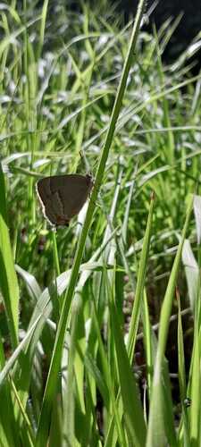 Purple hairstreak