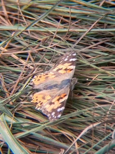 Painted Lady