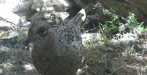 Ring-necked Pheasant