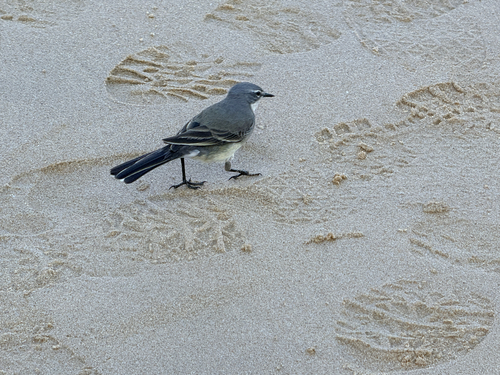 iNaturalist: (c) Mark Brown, some rights reserved (CC BY-NC), uploaded by Mark Brown iNaturalist image