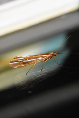 Psychoglypha