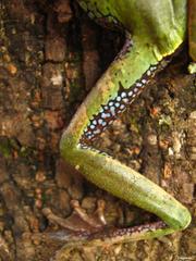 Smilisca cyanosticta