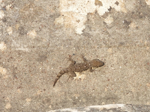 Moorish Gecko