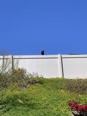 Corvus brachyrhynchos