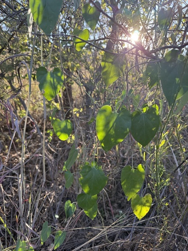 Trellis-vine