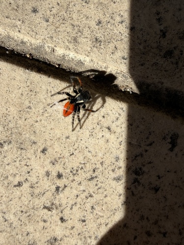 Red-bellied Jumping Spider