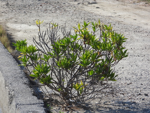 Myoporum bontioides