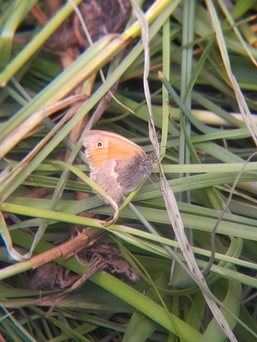 Small Heath