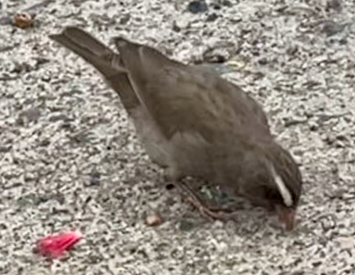 Brown-rumped Seedeater