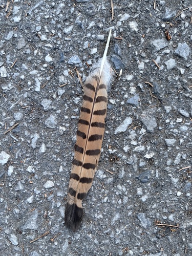 Eurasian Kestrel