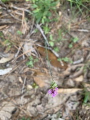 Polygala incarnata