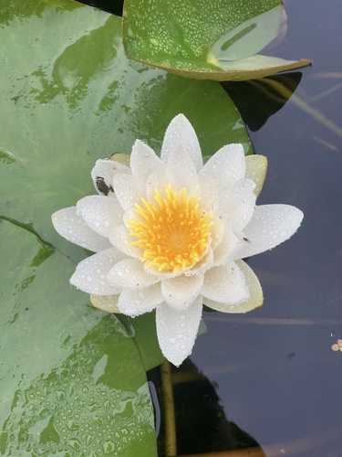 Nymphaea alba