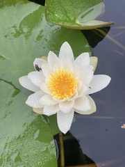 Nymphaea alba