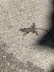 Sceloporus occidentalis