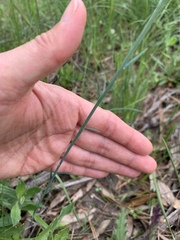 Polygala incarnata
