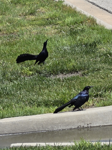 Great-tailed Grackle