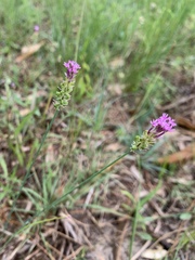 Polygala incarnata