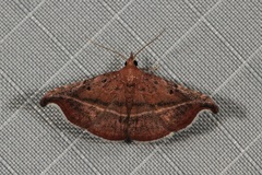 Corgatha ancistrodes