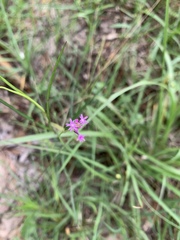 Polygala incarnata