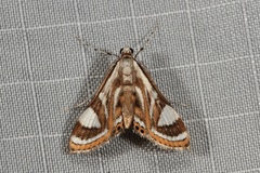 Strepsinoma croesusalis