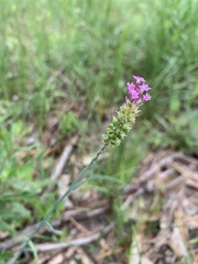 Polygala incarnata