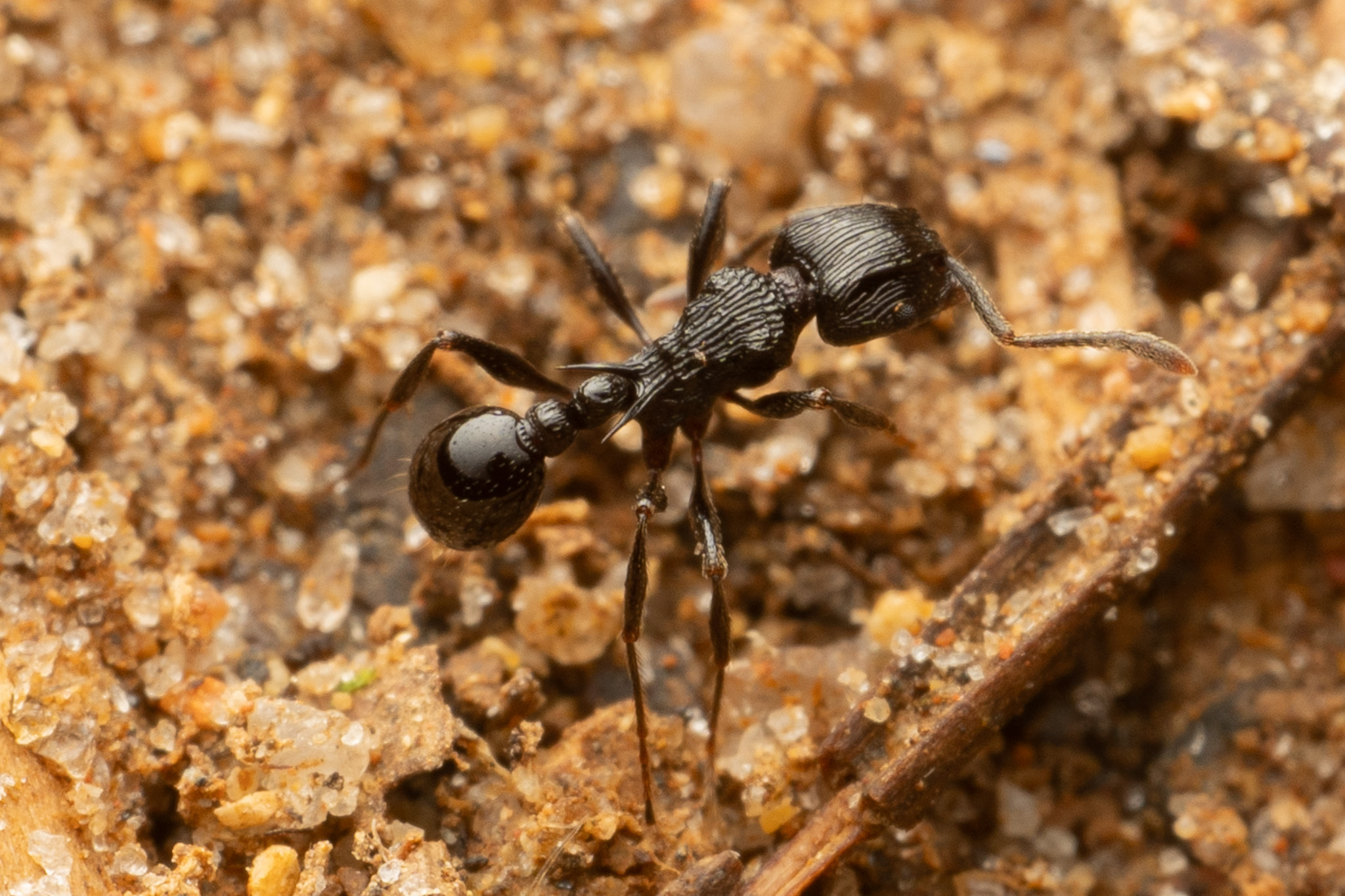 Tetramorium latreillei