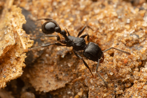 Tetramorium latreilleiTetramorium latreillei