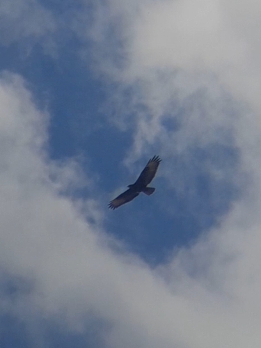 Common Buzzard