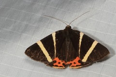 Lychnographa heroica