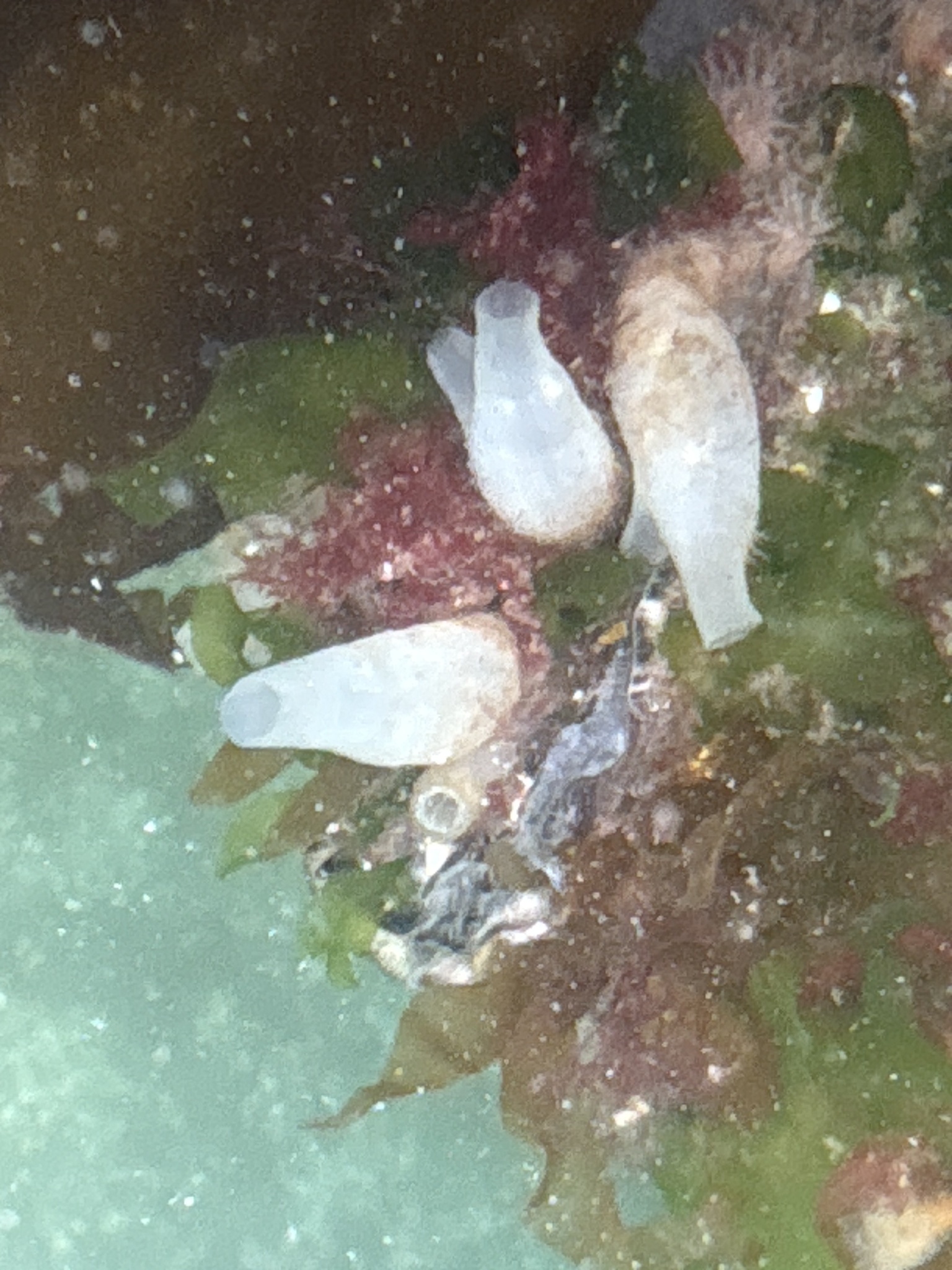 Ciona intestinalis (Linnaeus, 1767)