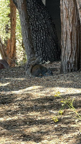 Arizona Gray Squirrel observed by bigplane