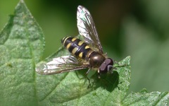 Melangyna lasiophthalma