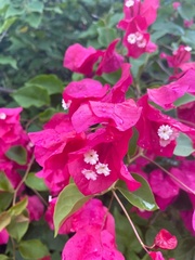 Bougainvillea