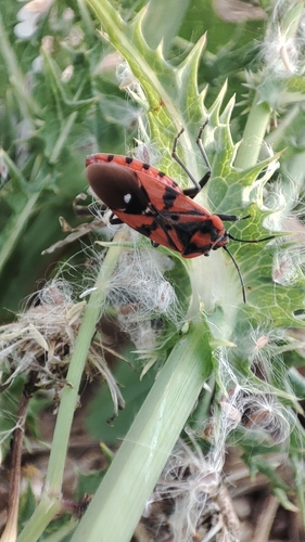 Indian Milkweed Bug