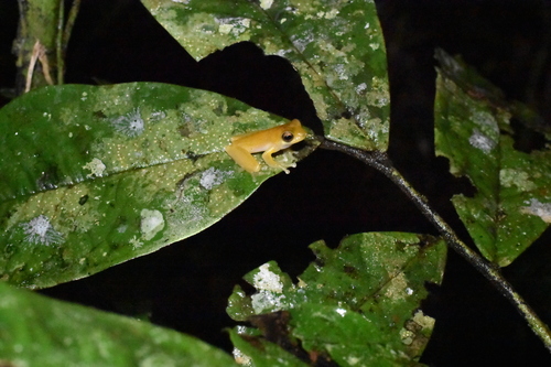 Litoria pronimia, 2025-09-08