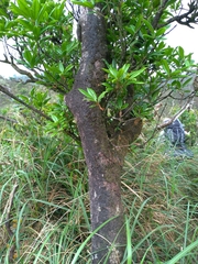 Quercus sessilifolia