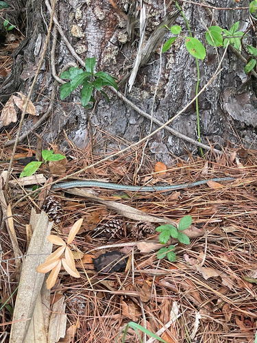 Eastern Glass Lizard observed by haebrown