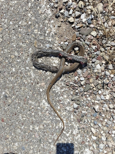 Balkan Whip Snake